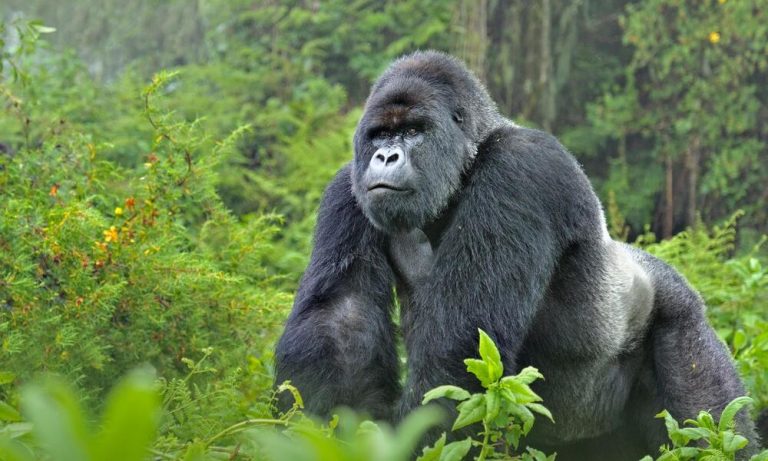 Mountain Gorilla (Gorilla beringei) silverback in Susa group, Rwanda